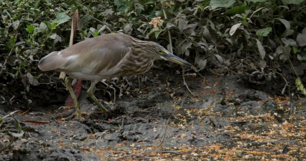 Indian Pond-Heron - Umesh Sharma