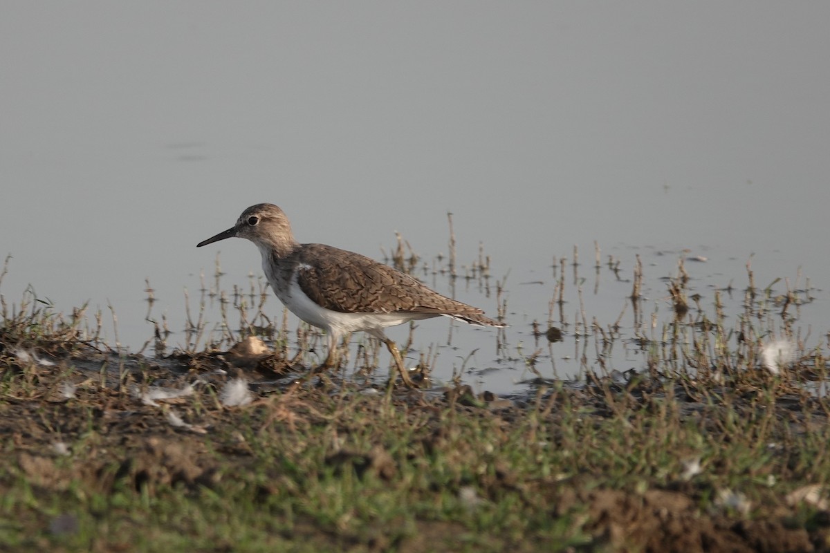 Common Sandpiper - Prof Chandan Singh Dalawat