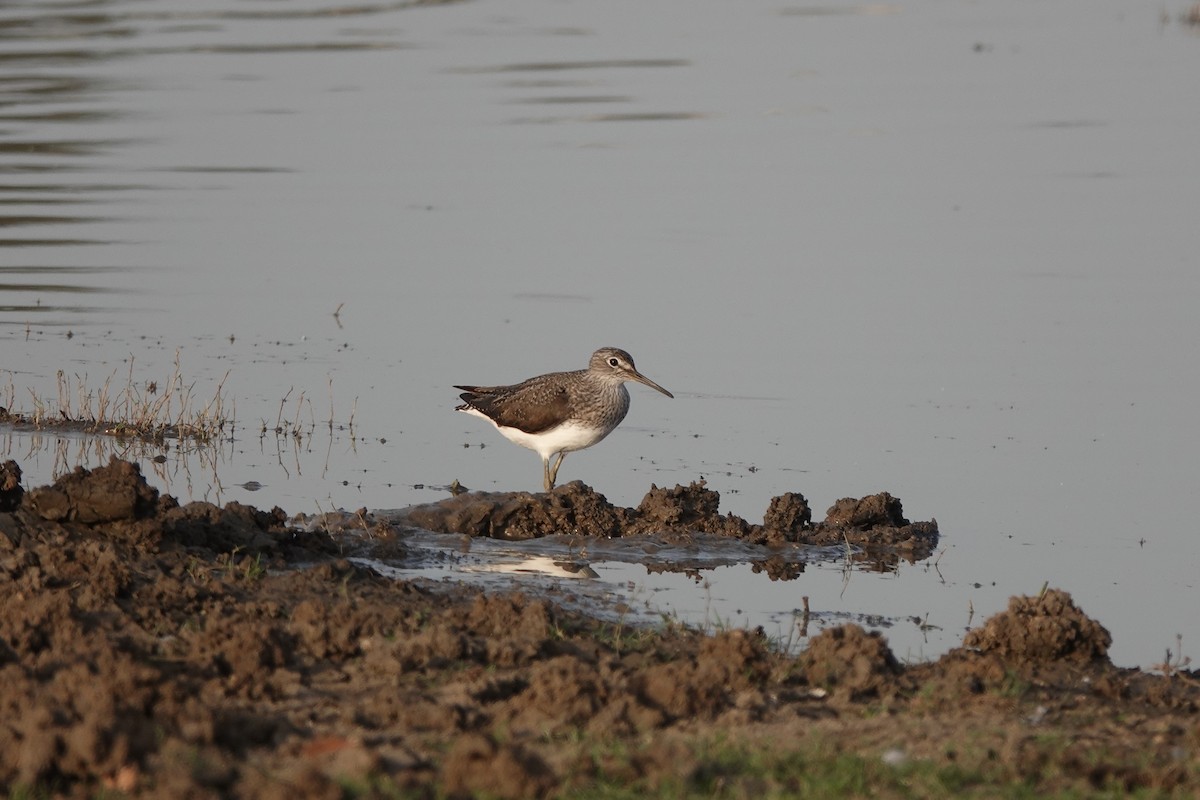 Green Sandpiper - ML438092541