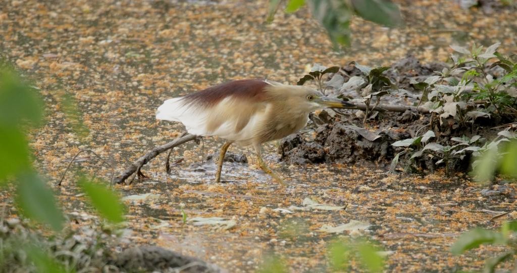 Indian Pond-Heron - ML438092671