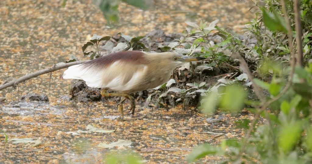 Indian Pond-Heron - ML438092681