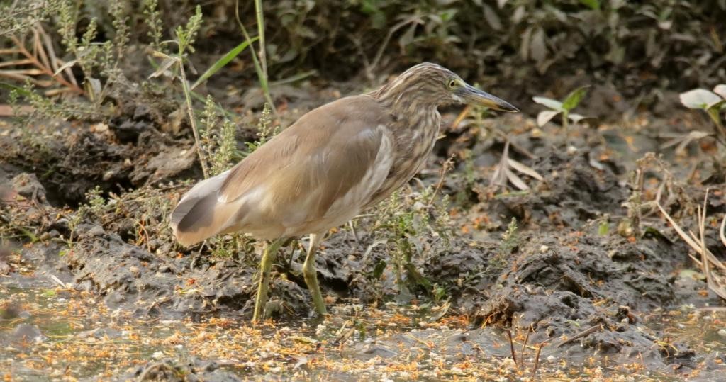 Indian Pond-Heron - Umesh Sharma