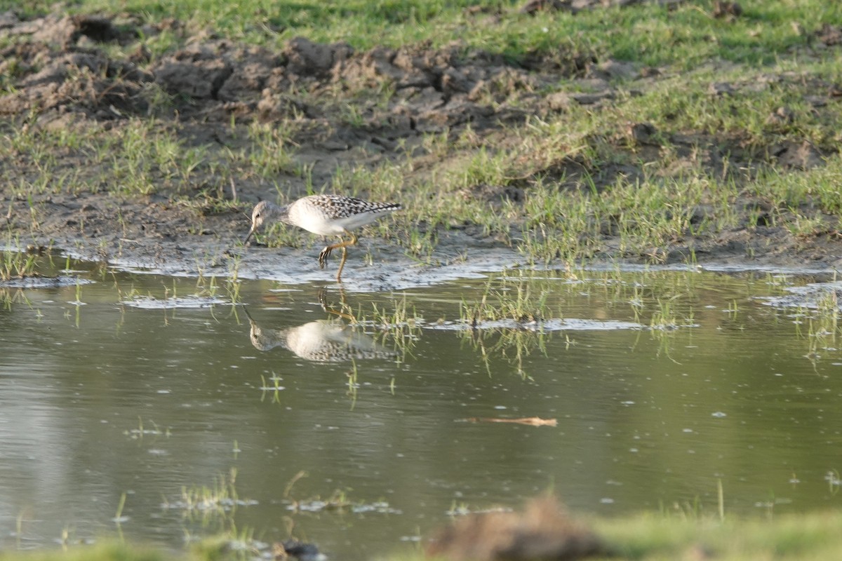 Wood Sandpiper - Prof Chandan Singh Dalawat