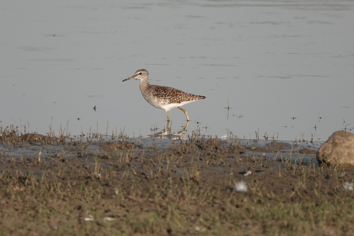 Wood Sandpiper - ML438093031