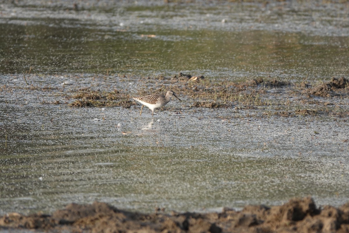 Wood Sandpiper - Prof Chandan Singh Dalawat