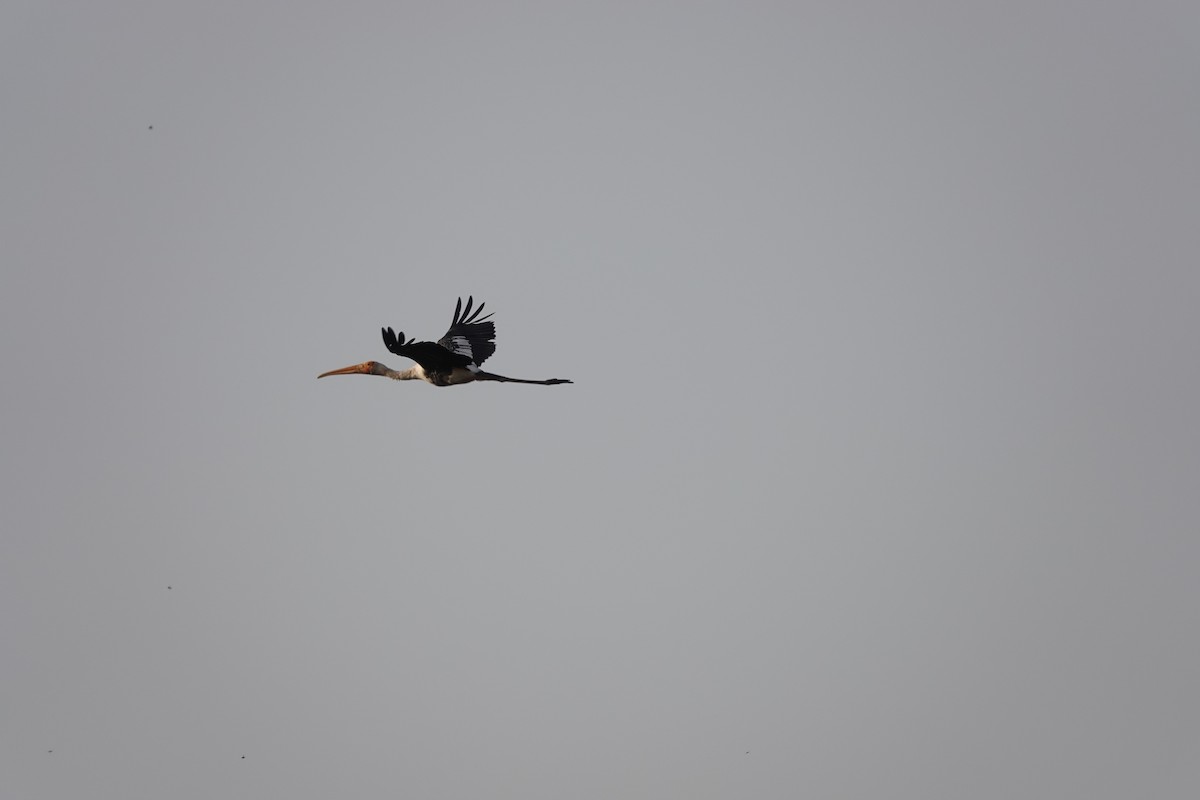 Painted Stork - ML438093181