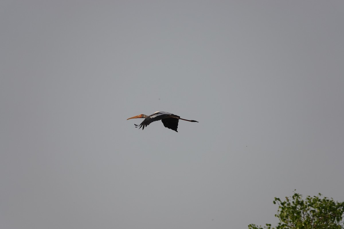 Painted Stork - ML438093191