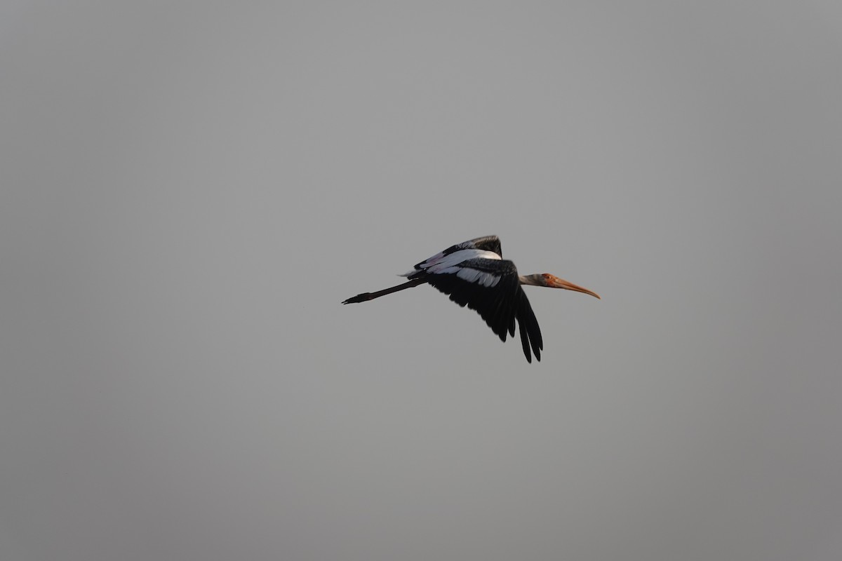 Painted Stork - ML438093201