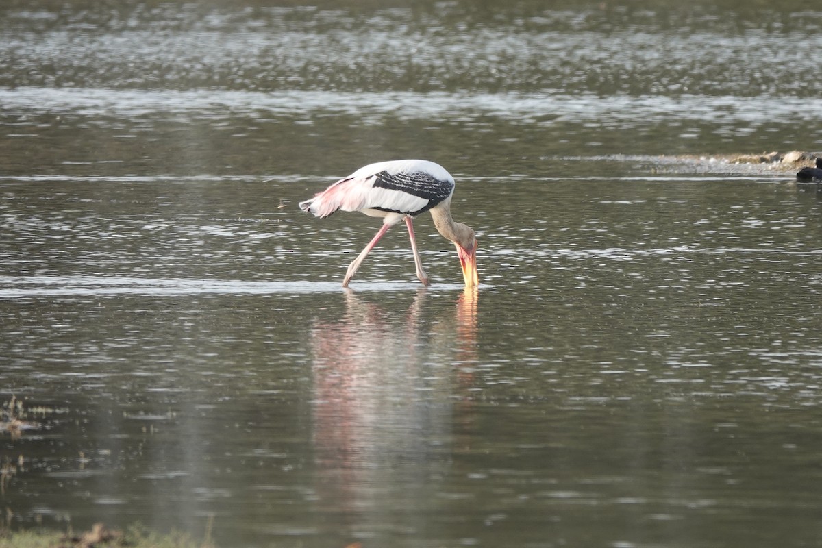 Painted Stork - ML438093221