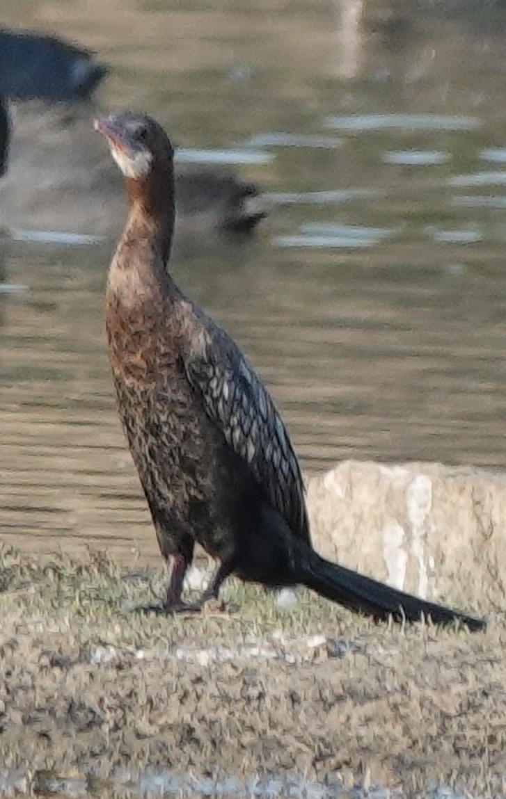 Cormorán de Java - ML438093241