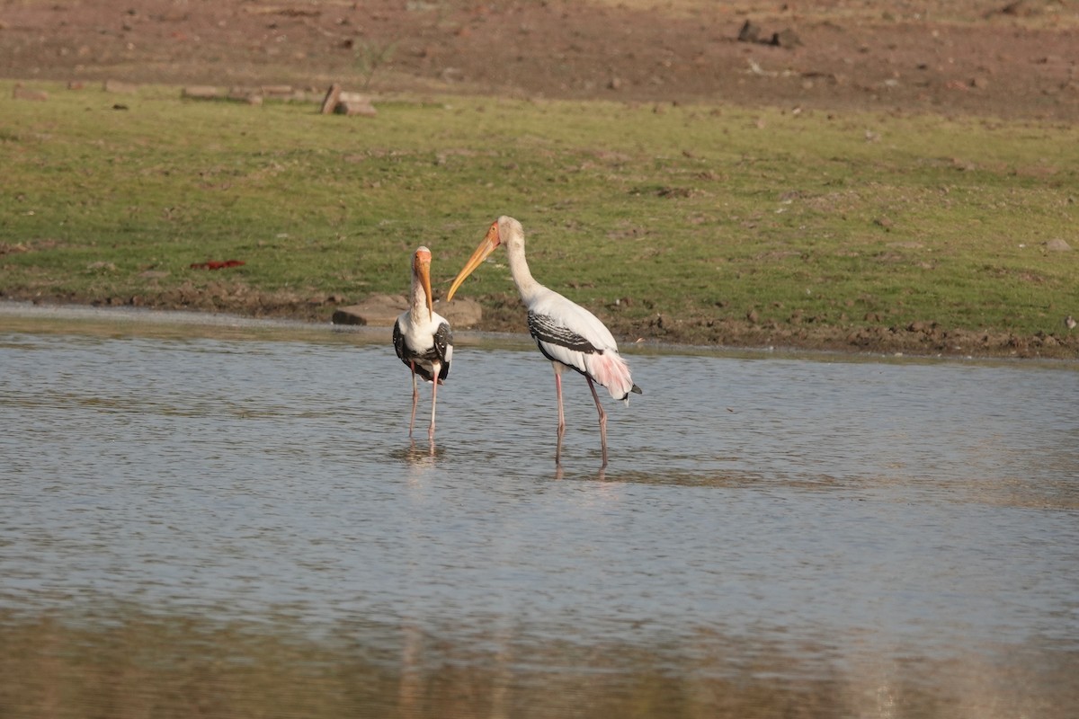 Painted Stork - ML438093251