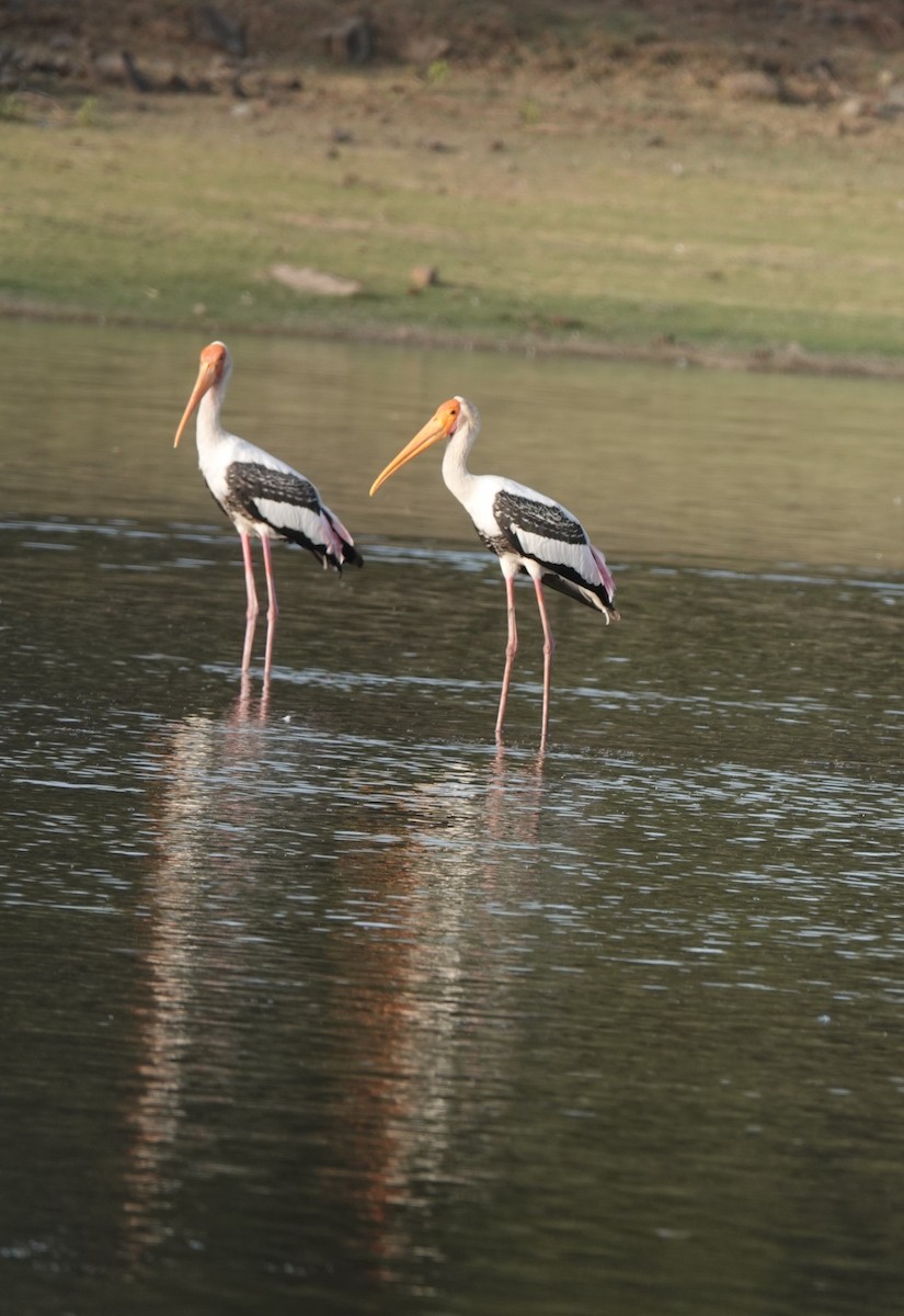 Painted Stork - ML438093261