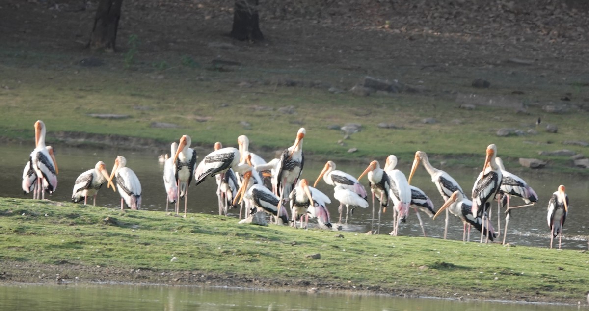 Painted Stork - Prof Chandan Singh Dalawat