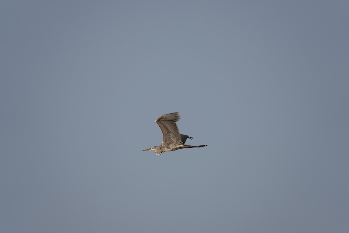 Gray Heron - ML438093501