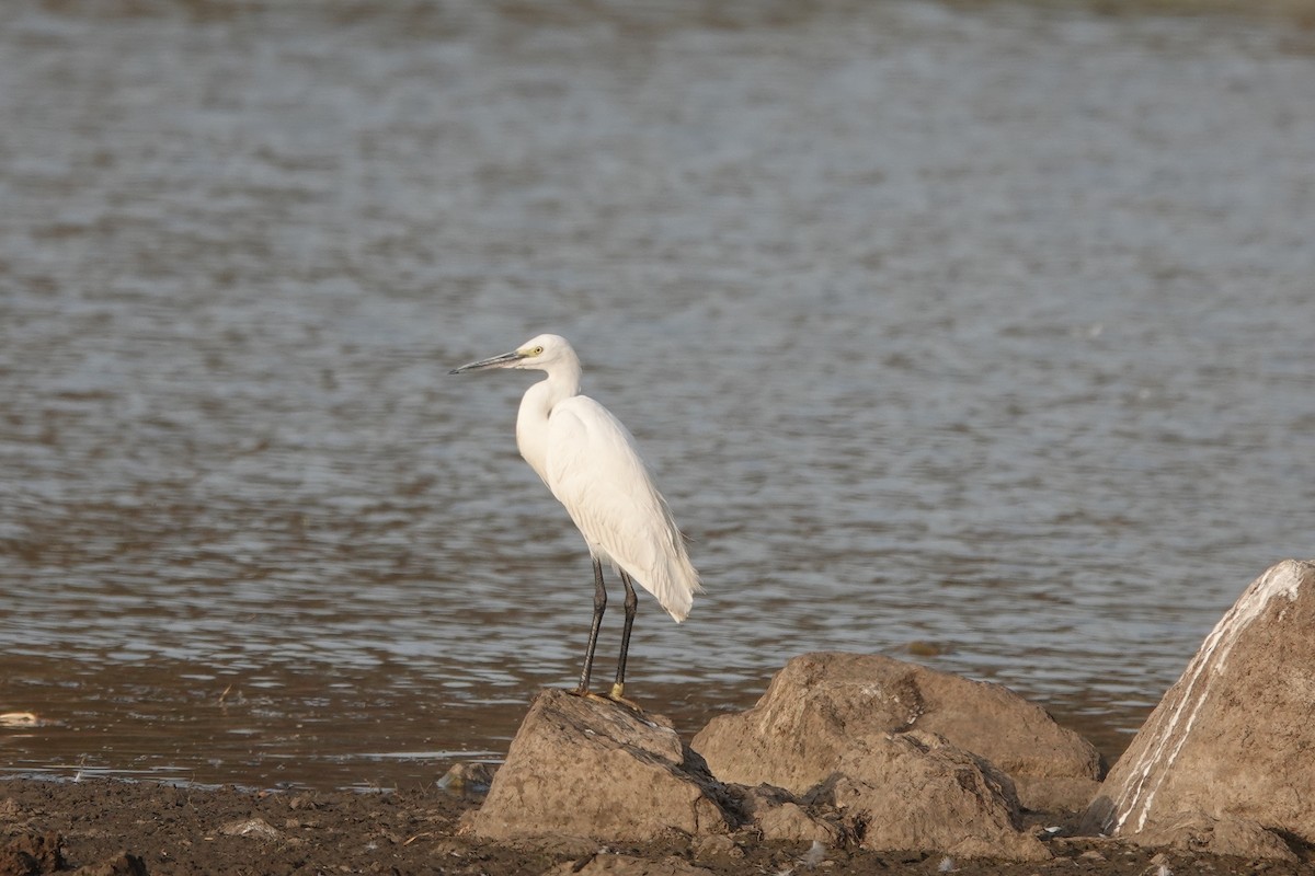 Little Egret - ML438093551