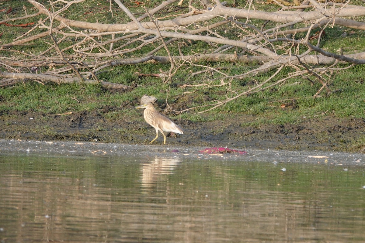 Indian Pond-Heron - ML438093581