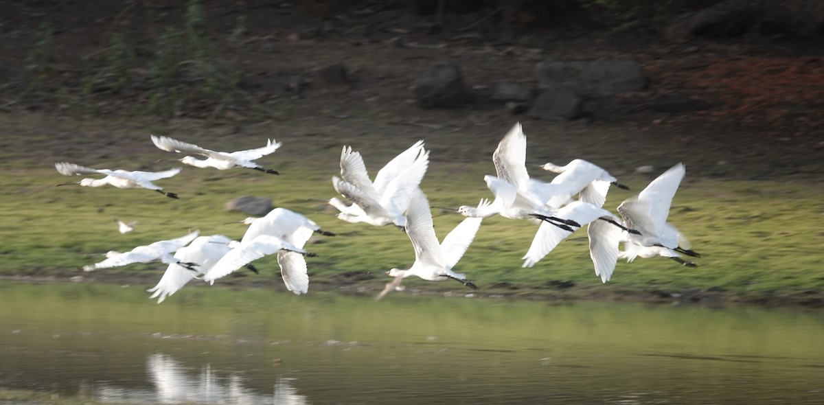 Eurasian Spoonbill - Prof Chandan Singh Dalawat