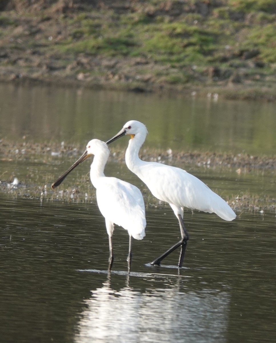 Eurasian Spoonbill - ML438093711