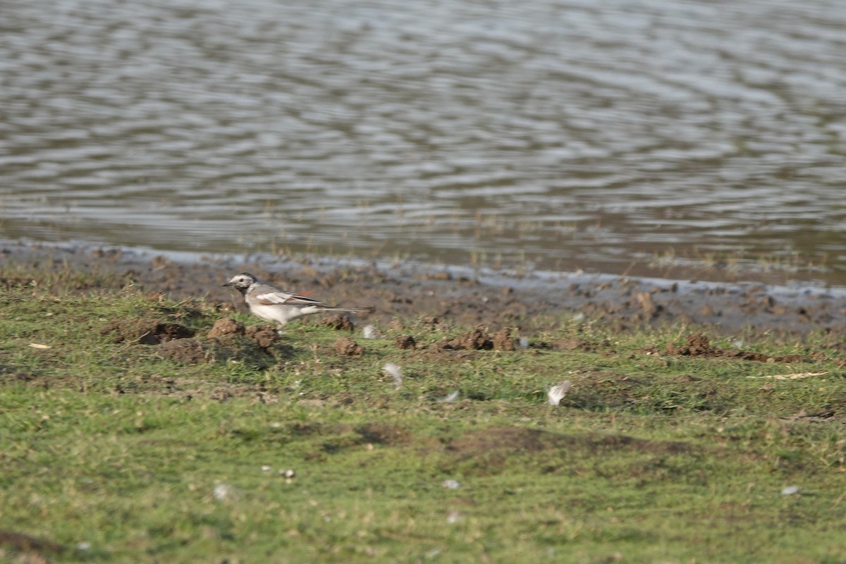 White Wagtail - ML438093841