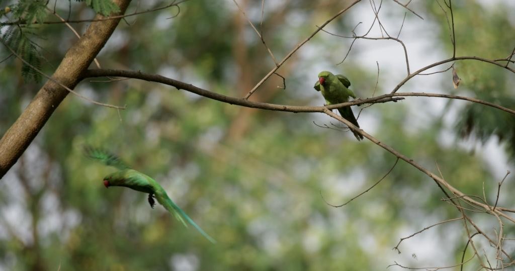 Rose-ringed Parakeet - Umesh Sharma