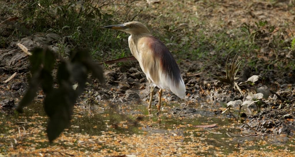 Indian Pond-Heron - Umesh Sharma