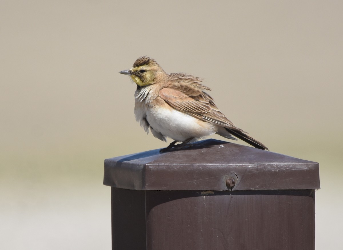 Horned Lark - ML438094621