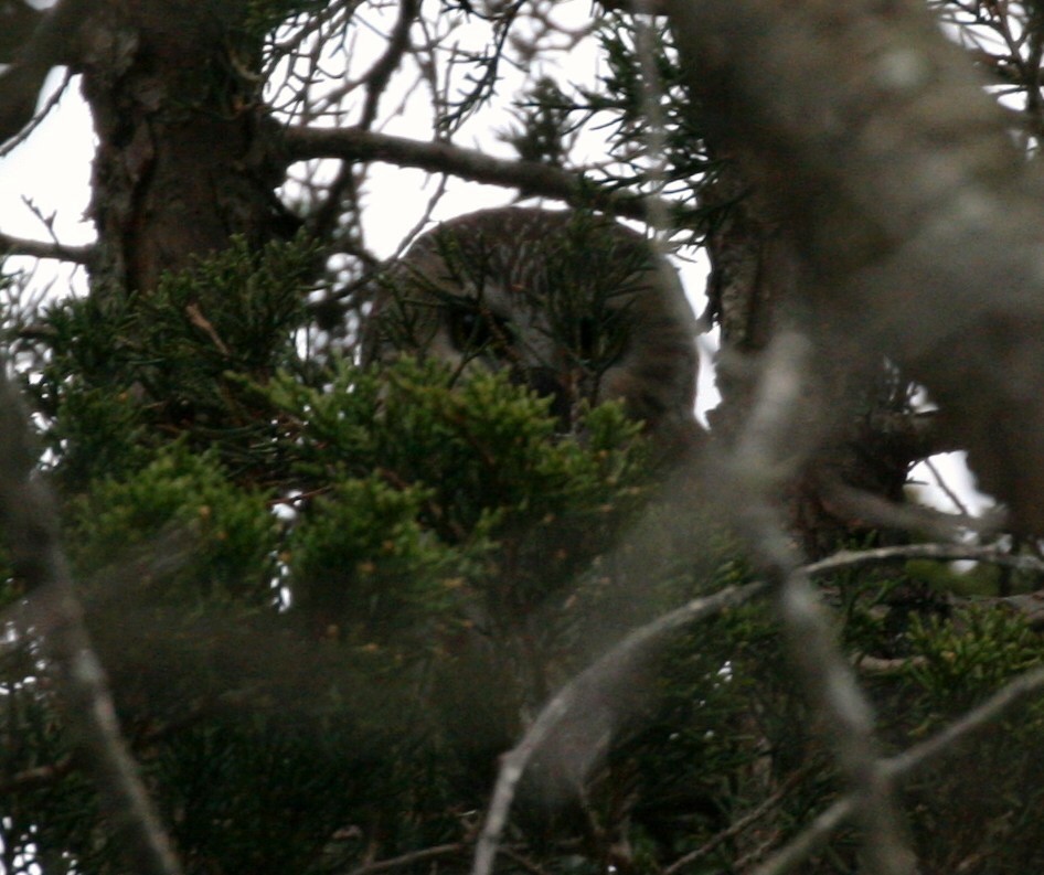 Northern Saw-whet Owl - ML43809481