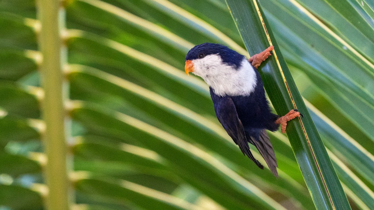 Blue Lorikeet - ML438094891