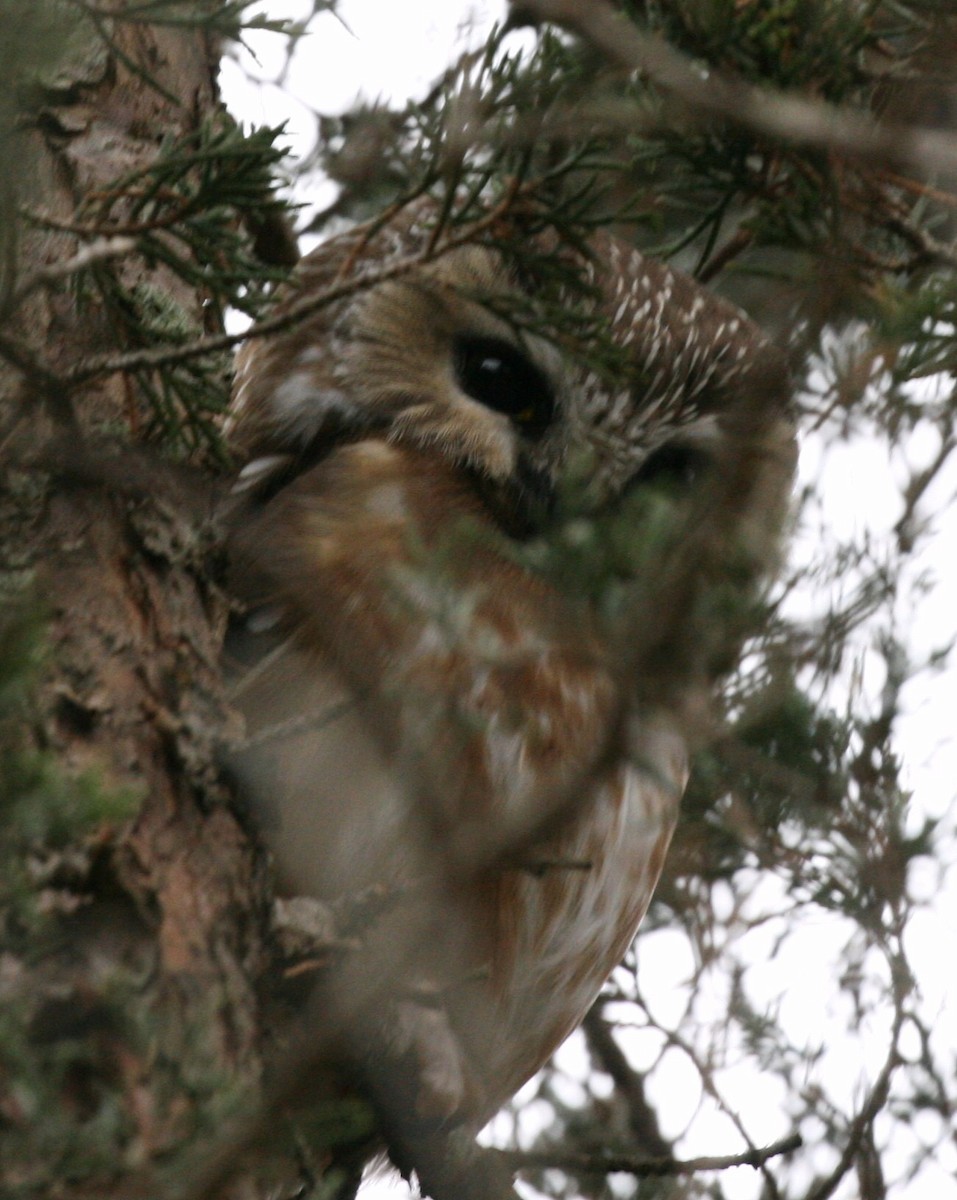 Northern Saw-whet Owl - ML43809491