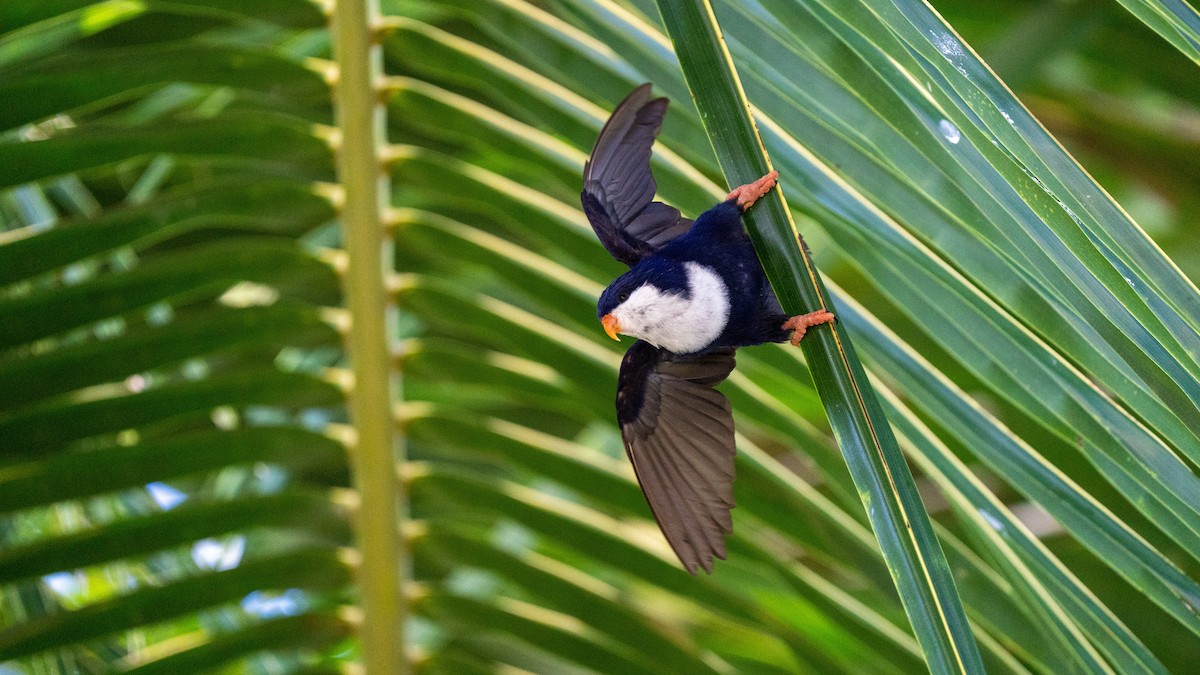 Blue Lorikeet - ML438094911