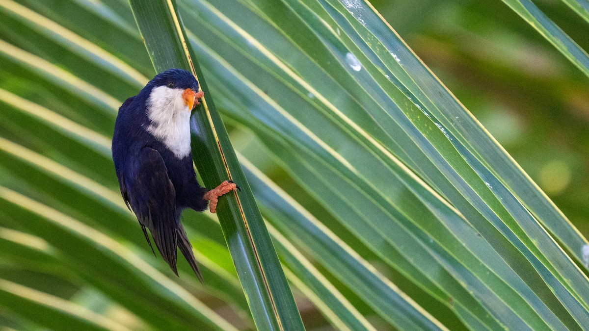 Blue Lorikeet - ML438094921