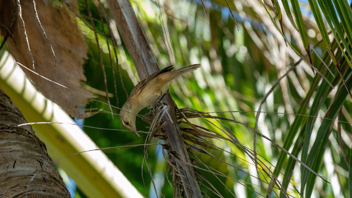 Tuamotu Reed Warbler - Javier Cotin