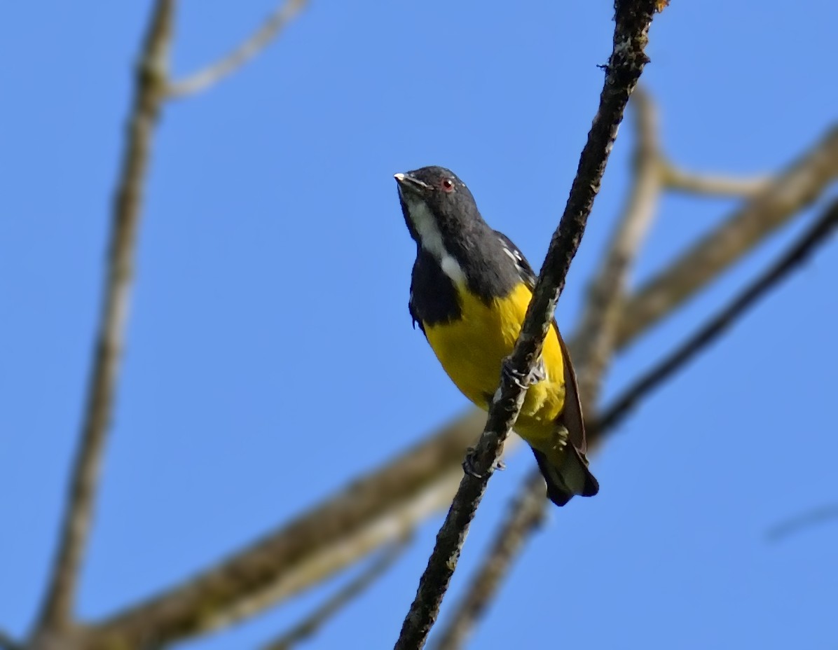 Yellow-bellied Flowerpecker - ML438095911