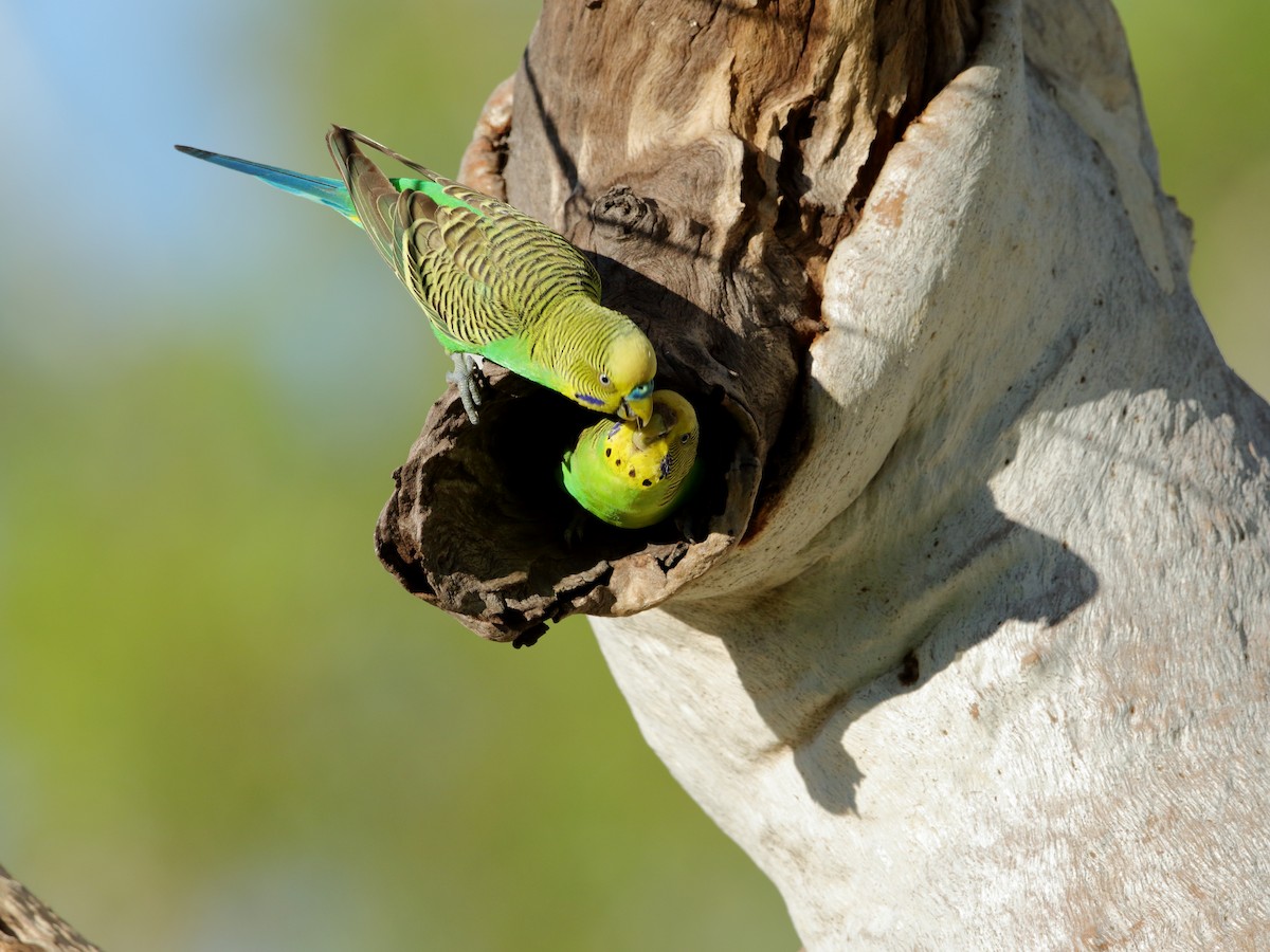 Budgerigar - ML438096211