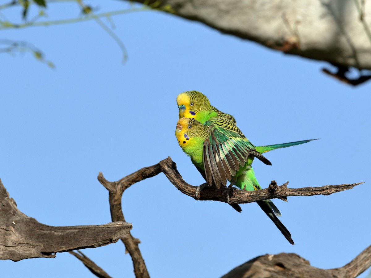 Budgerigar - ML438096231