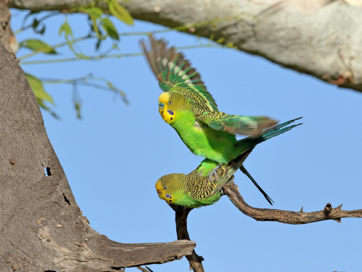 Budgerigar - ML438096321