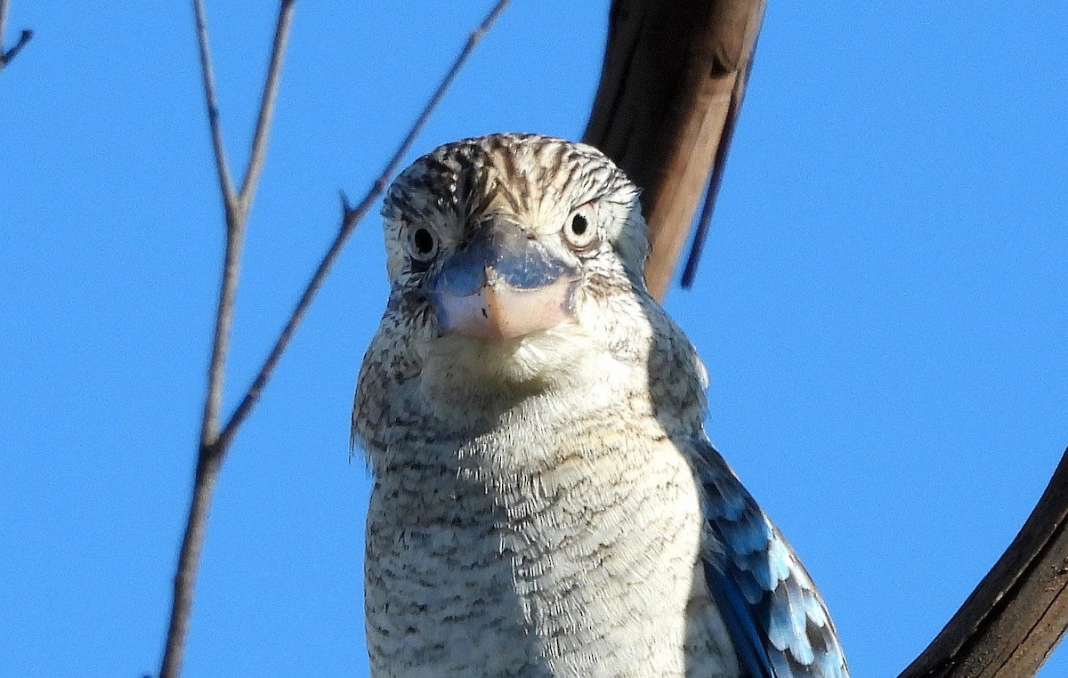 Martin-chasseur à ailes bleues - ML438097931