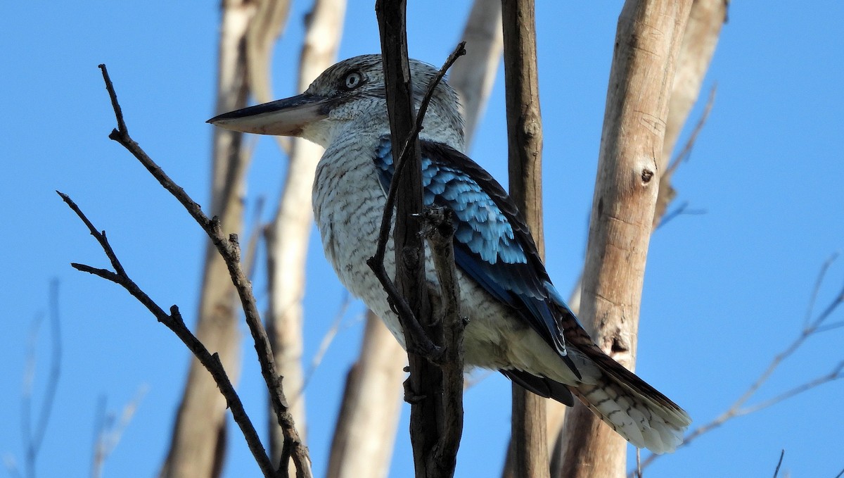 Blue-winged Kookaburra - ML438097981