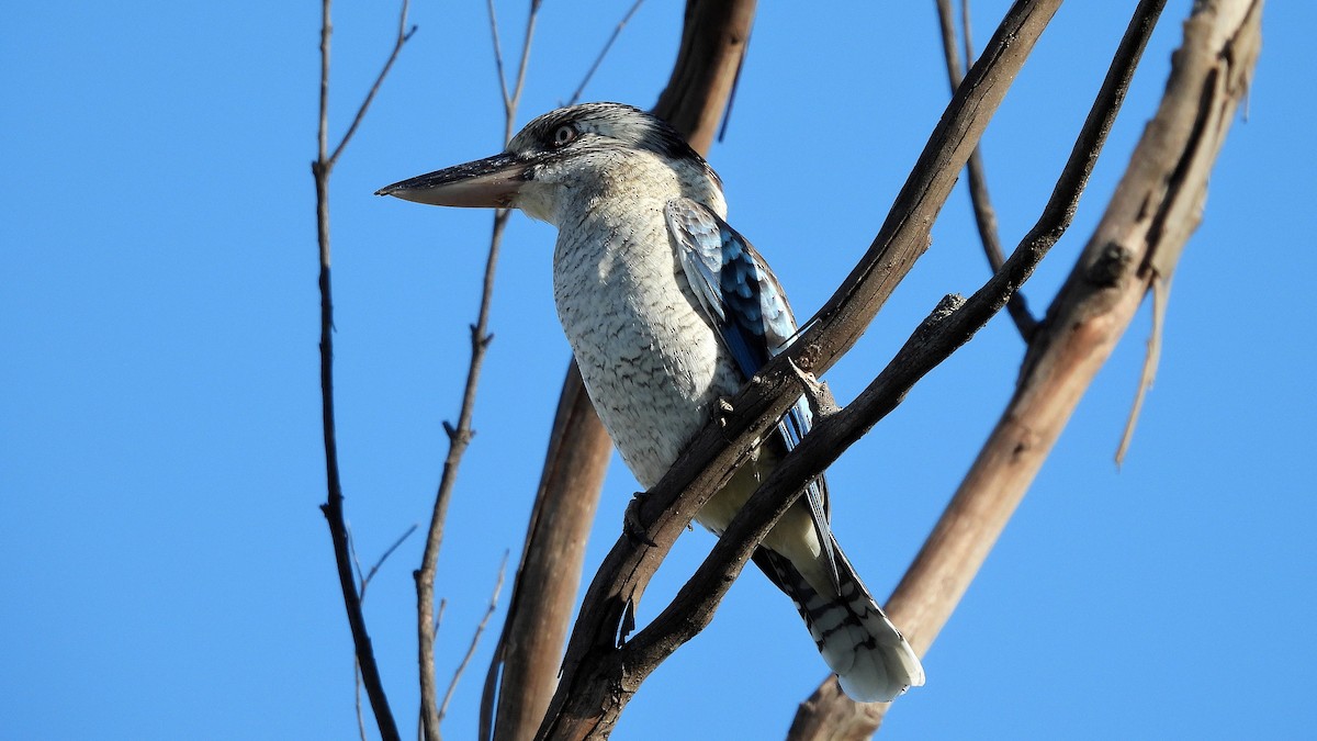 Martin-chasseur à ailes bleues - ML438098011