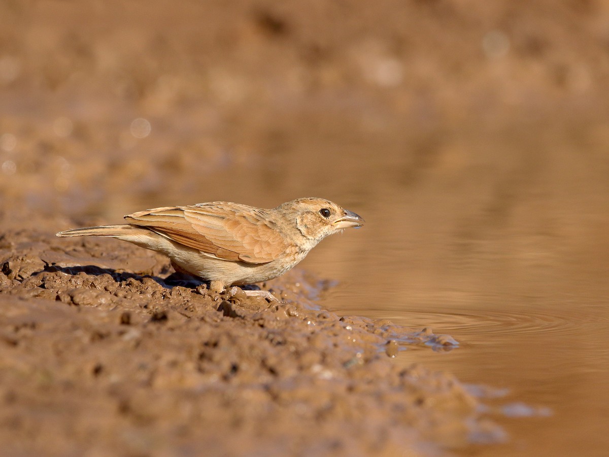 Singing Bushlark (Australasian) - ML438098121