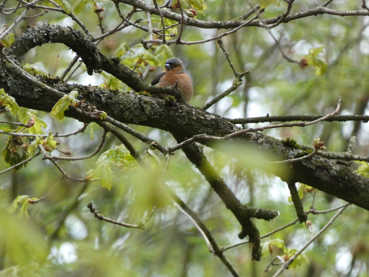 Common Chaffinch - William Buswell