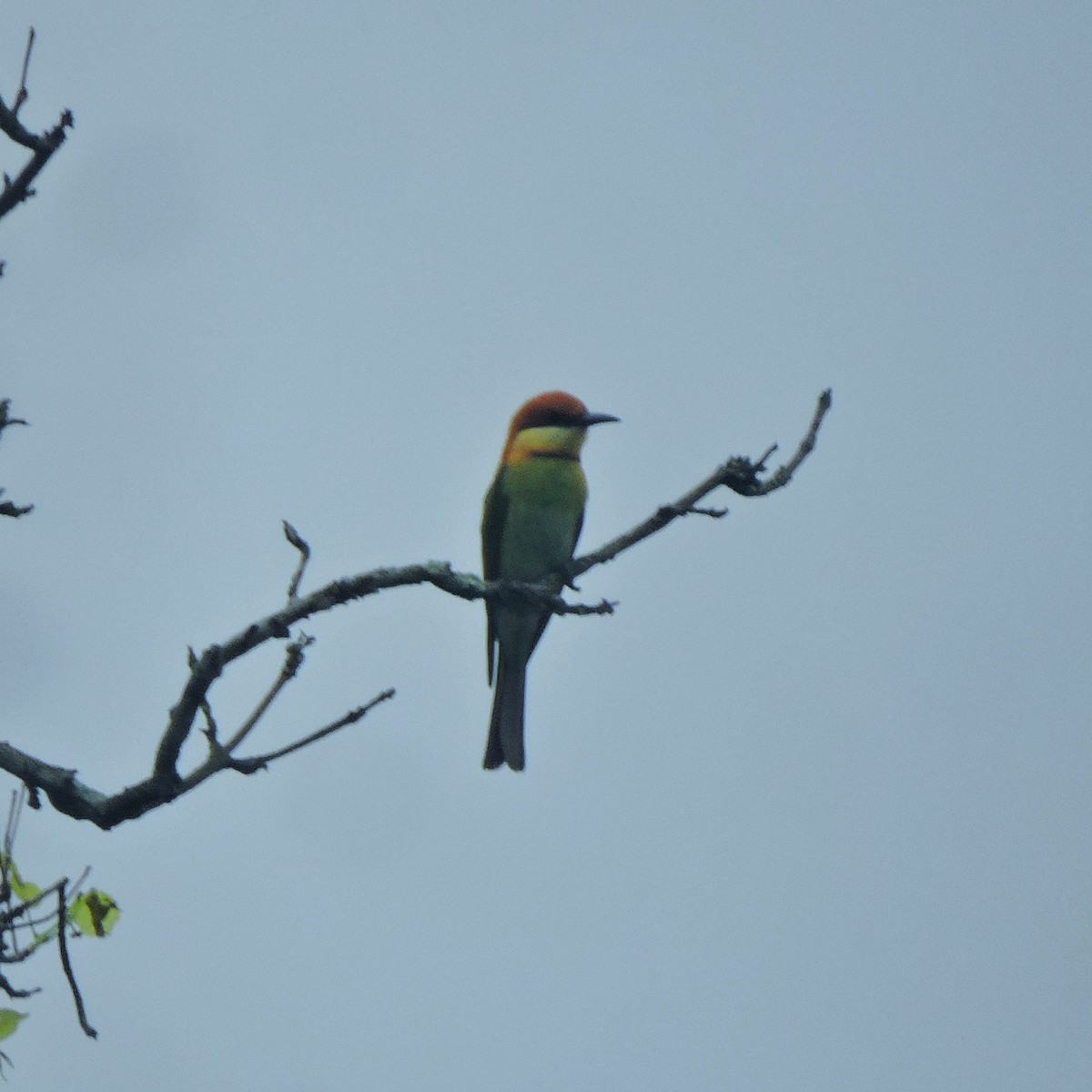 Asian Green Bee-eater - ML438101961