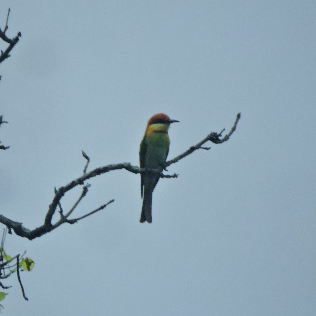 Abejaruco Esmeralda Oriental - ML438101961