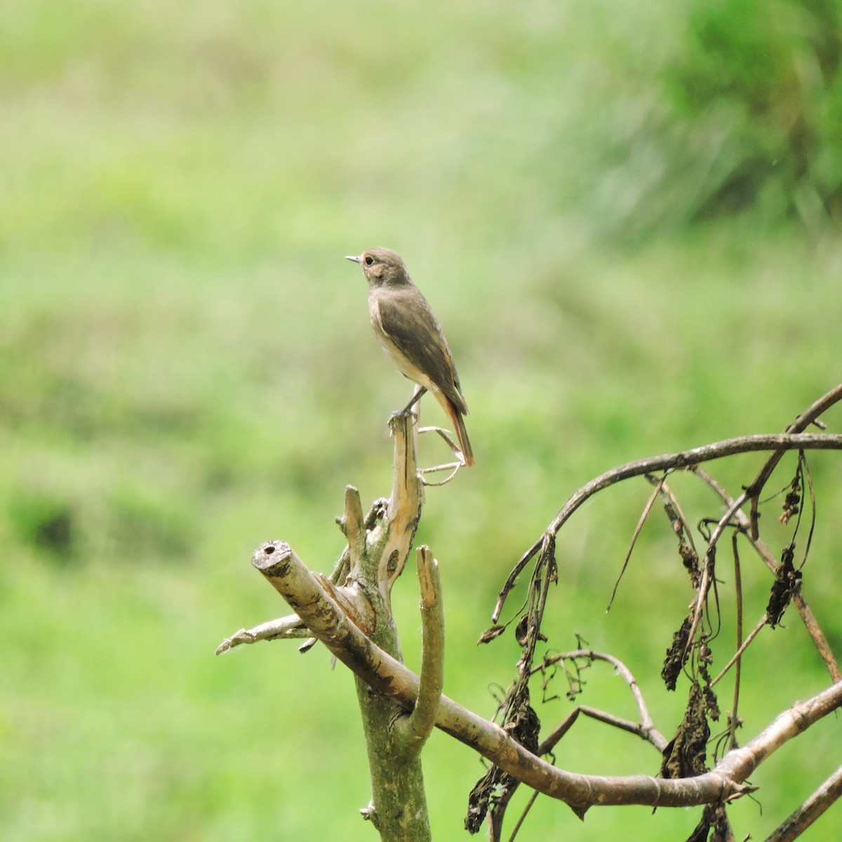 Black Redstart - ML438101971