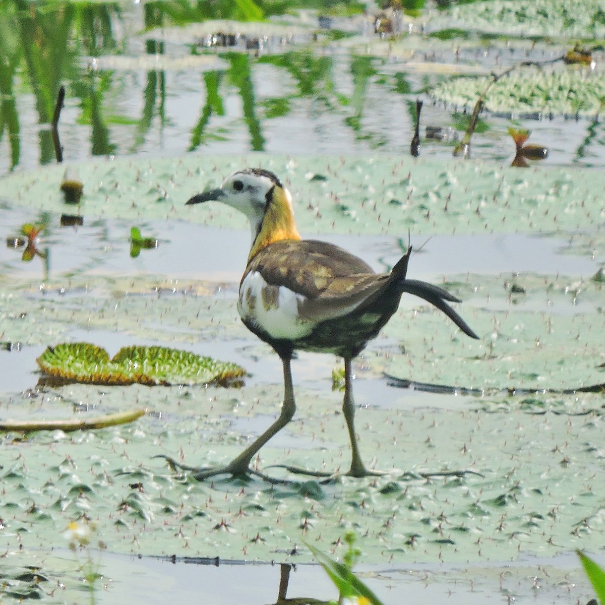 Pheasant-tailed Jacana - ML438102051