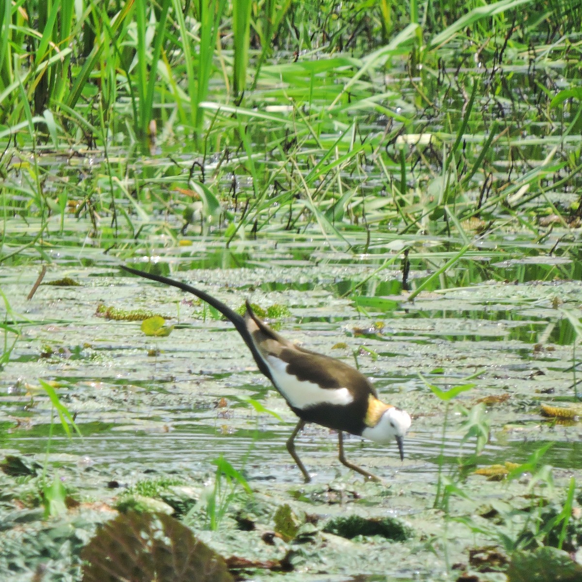 Jacana à longue queue - ML438102071