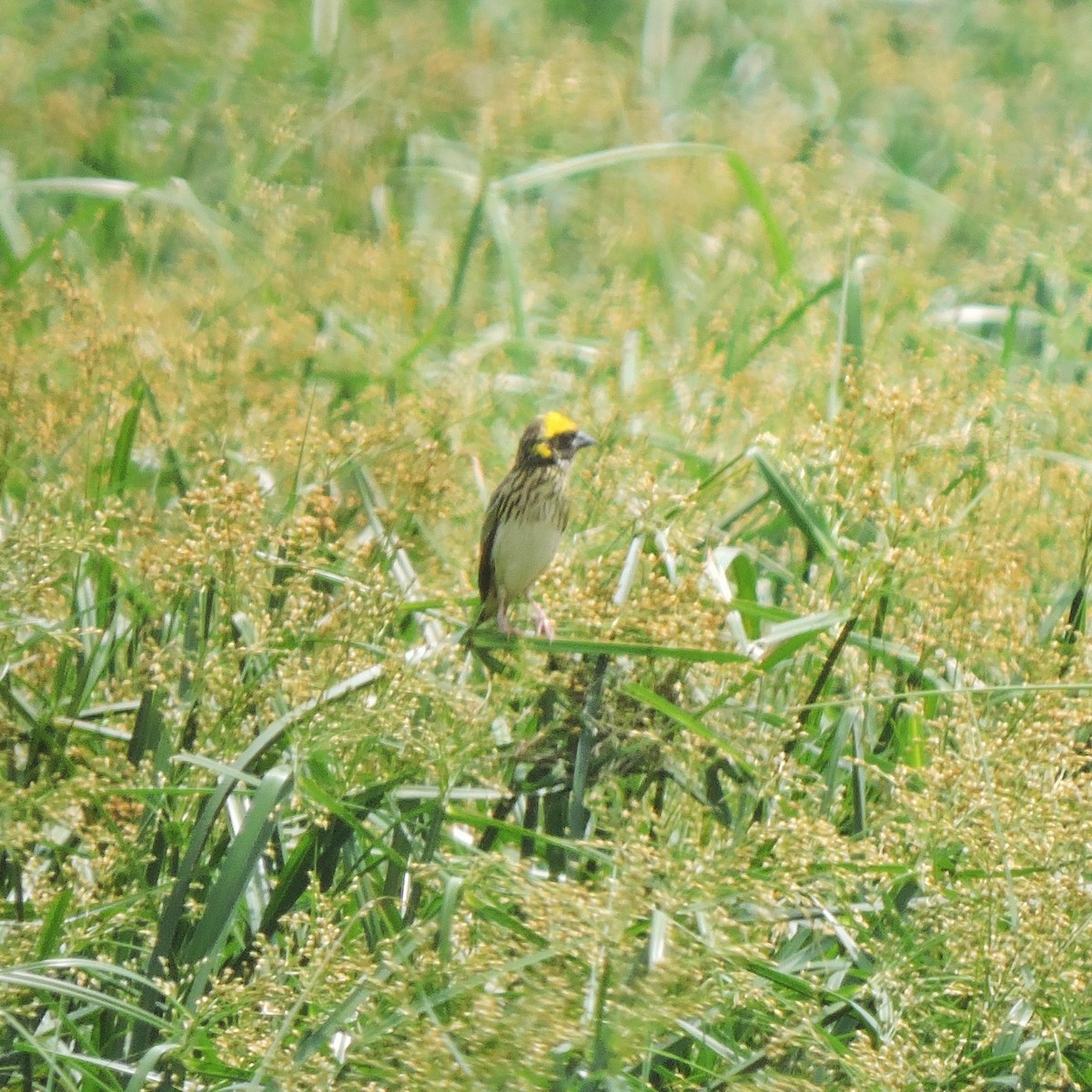 Streaked Weaver - ML438102101