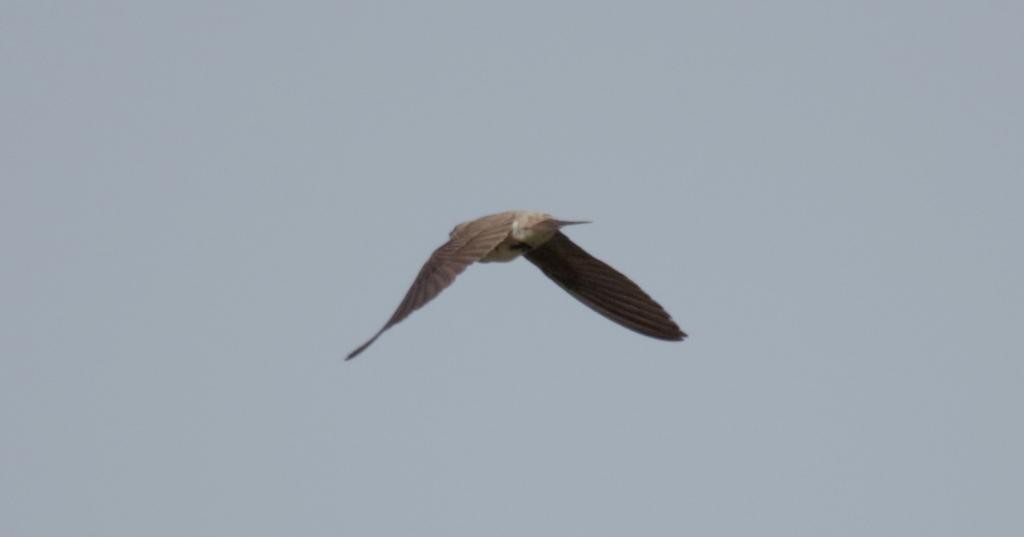 Pale Martin - Umesh Sharma