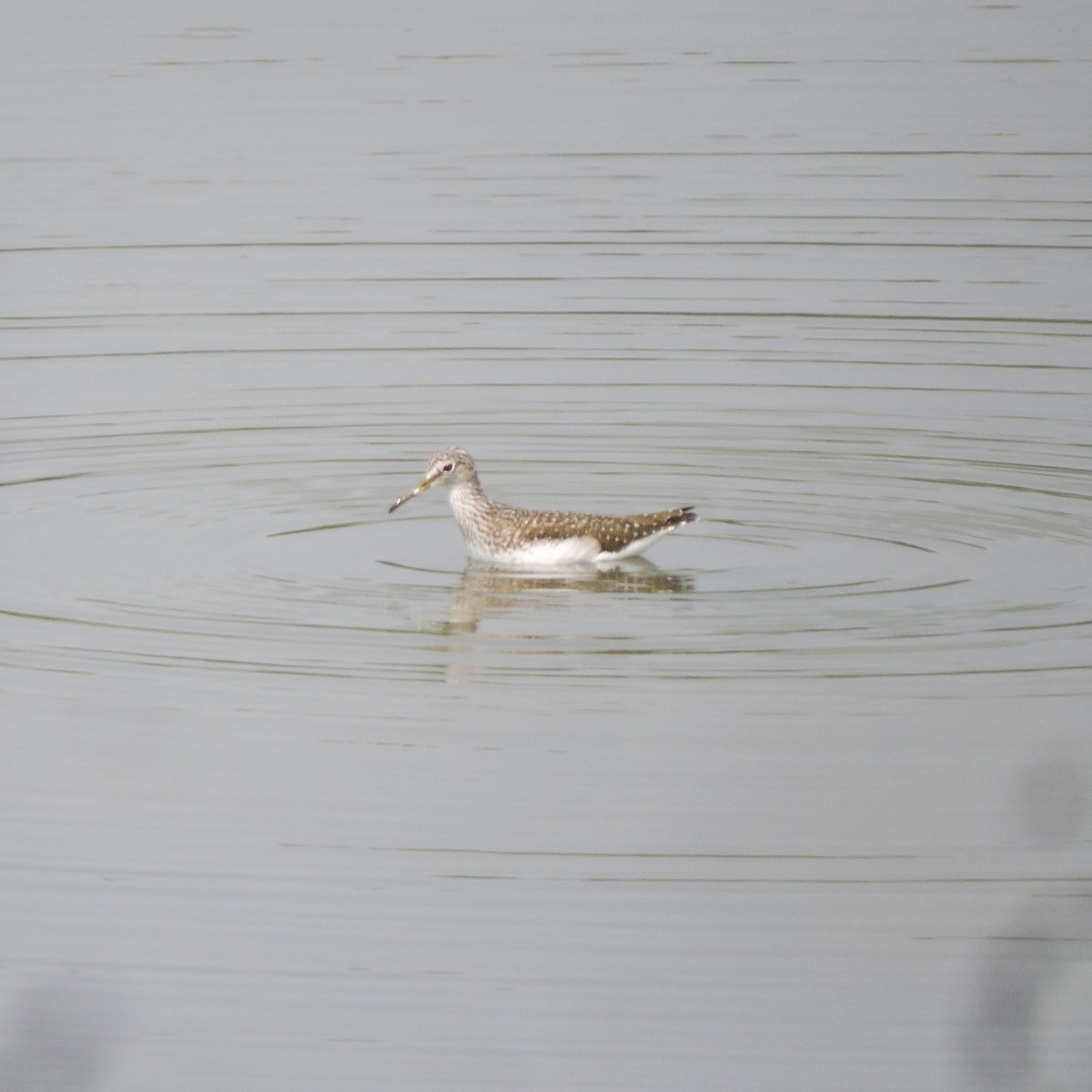 Wood Sandpiper - ML438103541