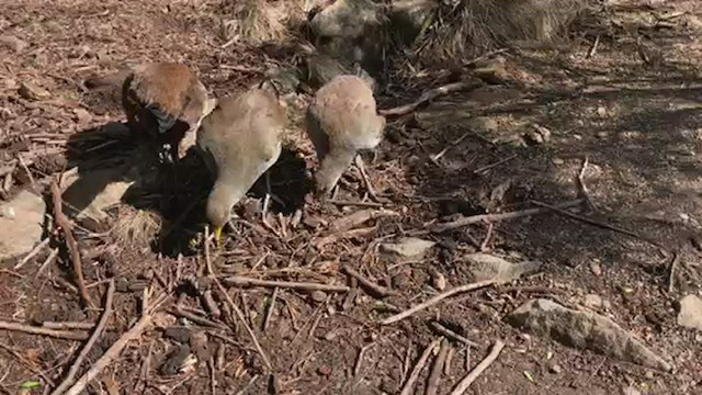 Tasmanian Nativehen - ML438104381